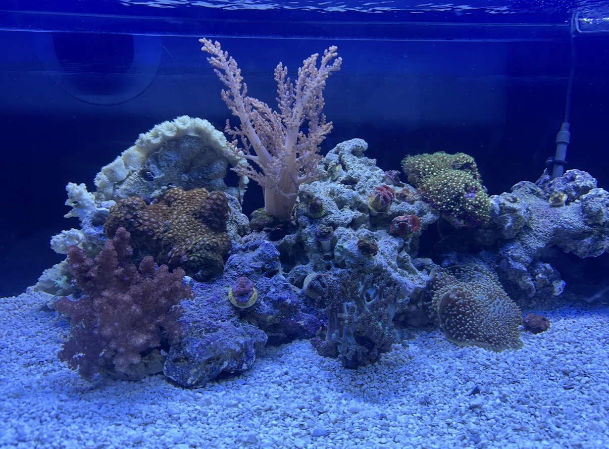 Main Coral